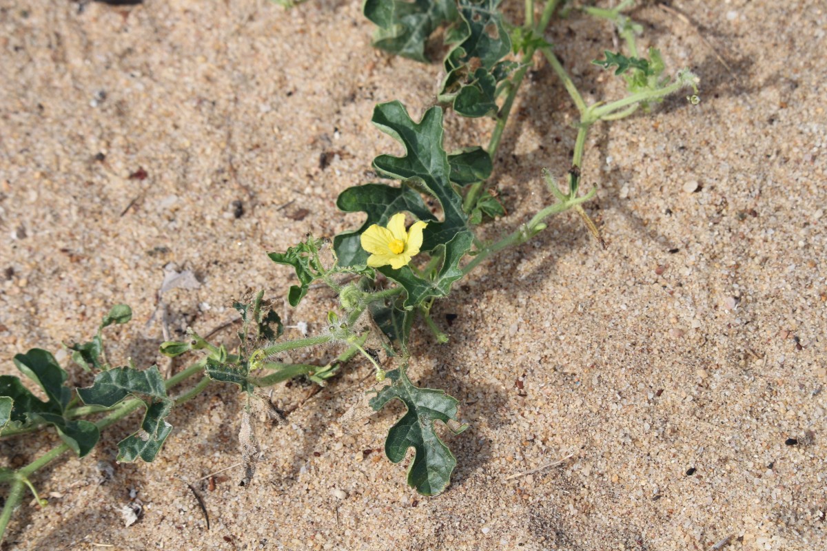 Citrullus lanatus (Thunb.) Matsum. & Nakai